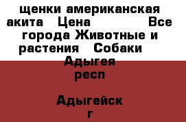 щенки американская акита › Цена ­ 30 000 - Все города Животные и растения » Собаки   . Адыгея респ.,Адыгейск г.